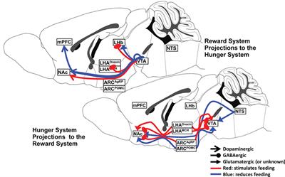 Frontiers | Hunger and Satiety Gauge Reward Sensitivity