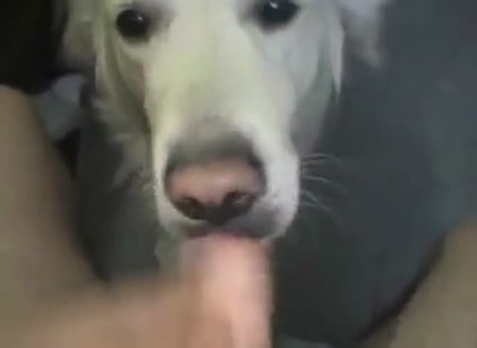 Dog Suck Man 1 GayBeast Rip - Beastiality Sex Tube With Man ...