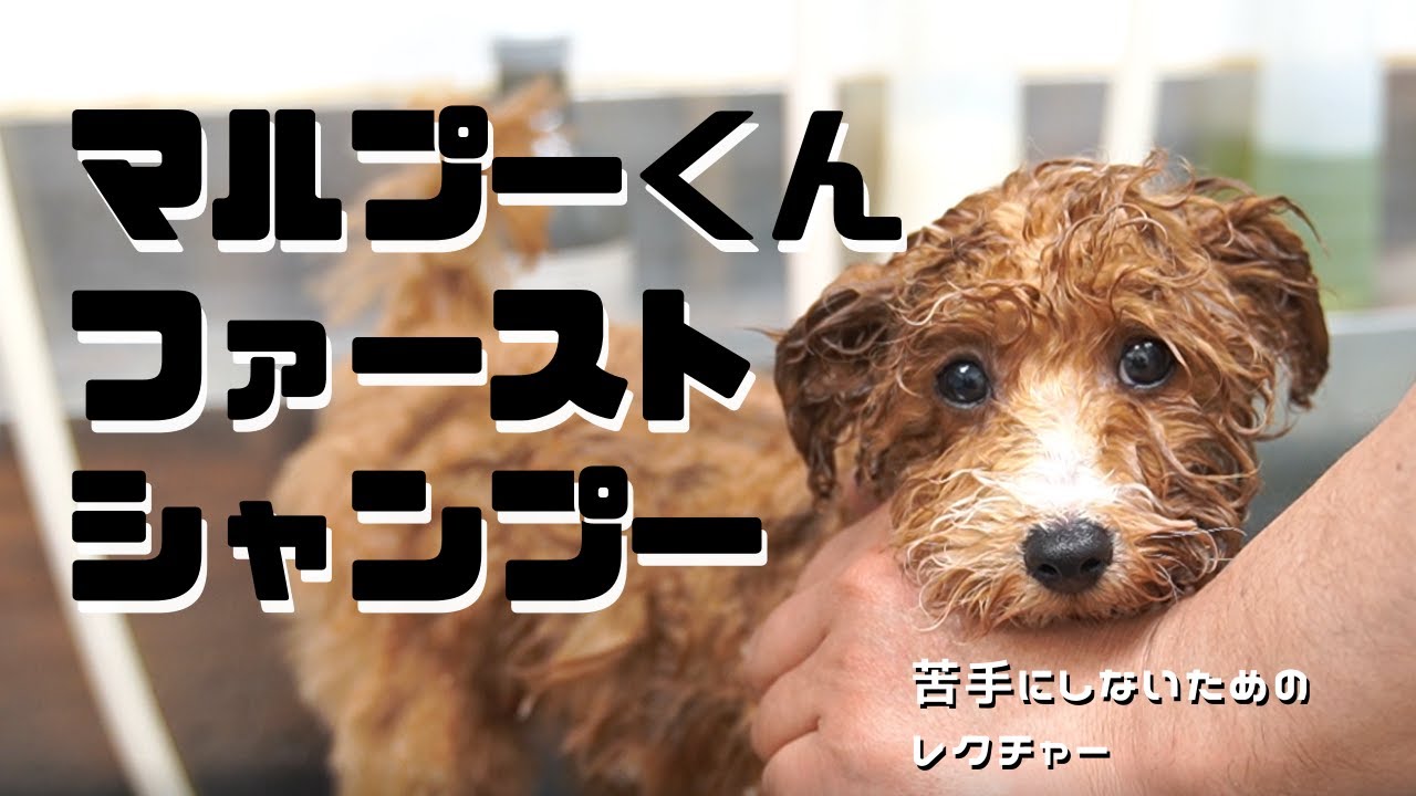 ペットホテル パピーパーティ 犬の保育園(dog nursery)｜DOG DIAMOND ...
