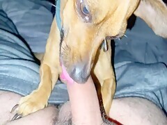 This Dog Sucks Cock Like Its The Last Time - Bestialitylovers ...