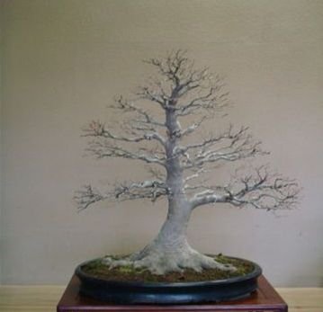 Momiji Maple2 – Italian Bonsai Dream – Mauro Stemberger