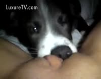 Dog suck - Extreme Porn Video - LuxureTV