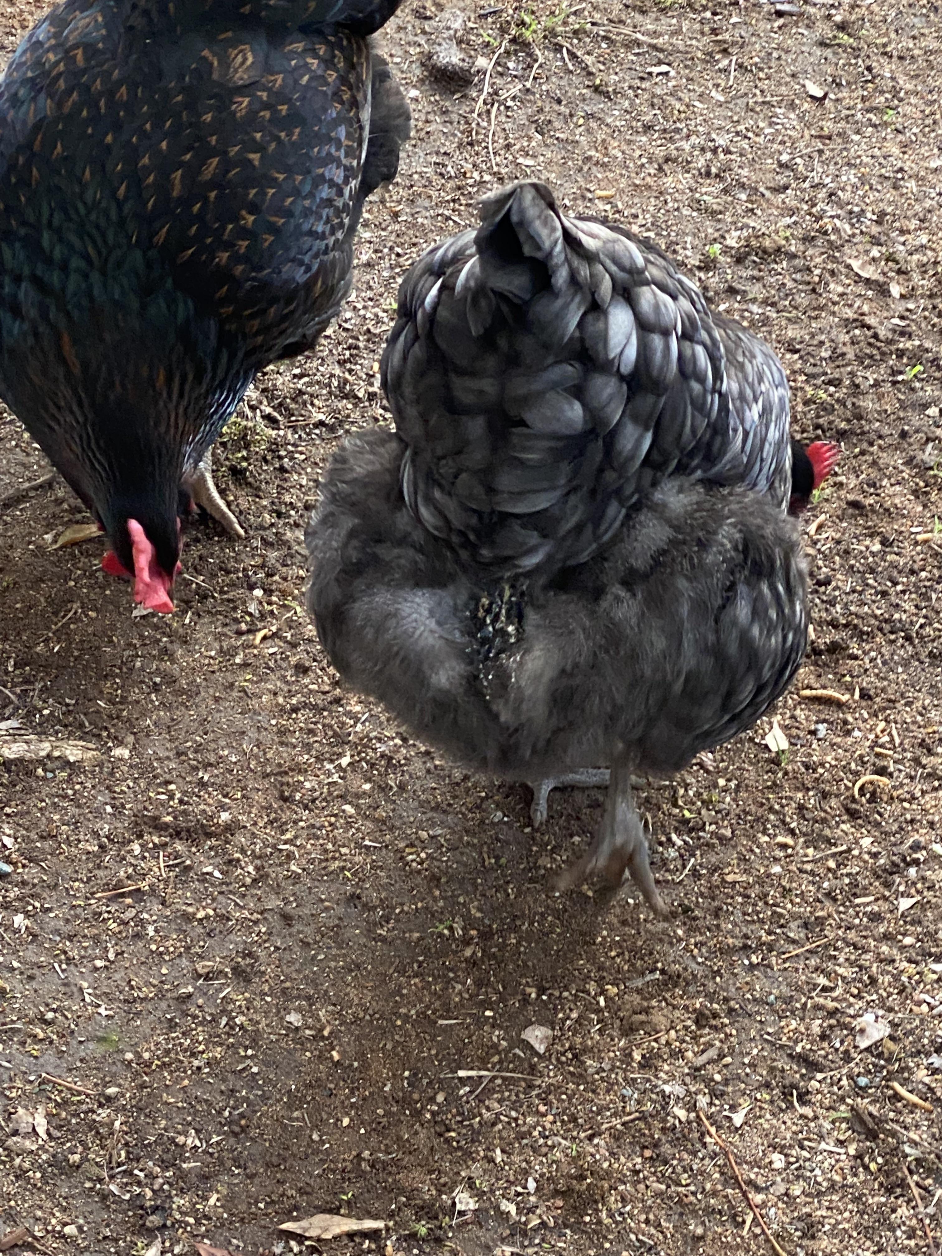 My chicken has poop stuck to her butt feathers and keeps getting ...