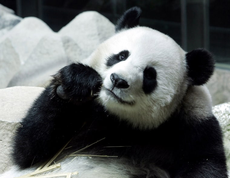 Porn sparks panda baby boom in China