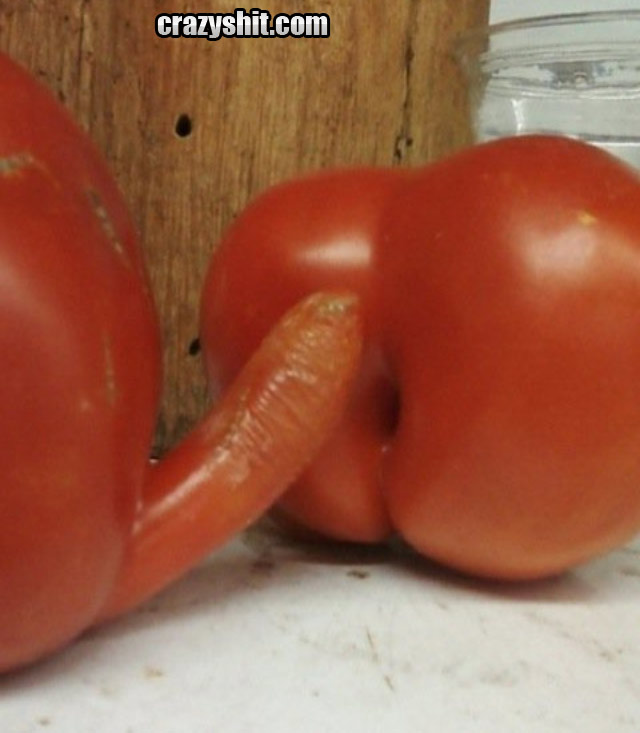 CrazyShit.com | Hot Sexy Tomato Action - Crazy Shit