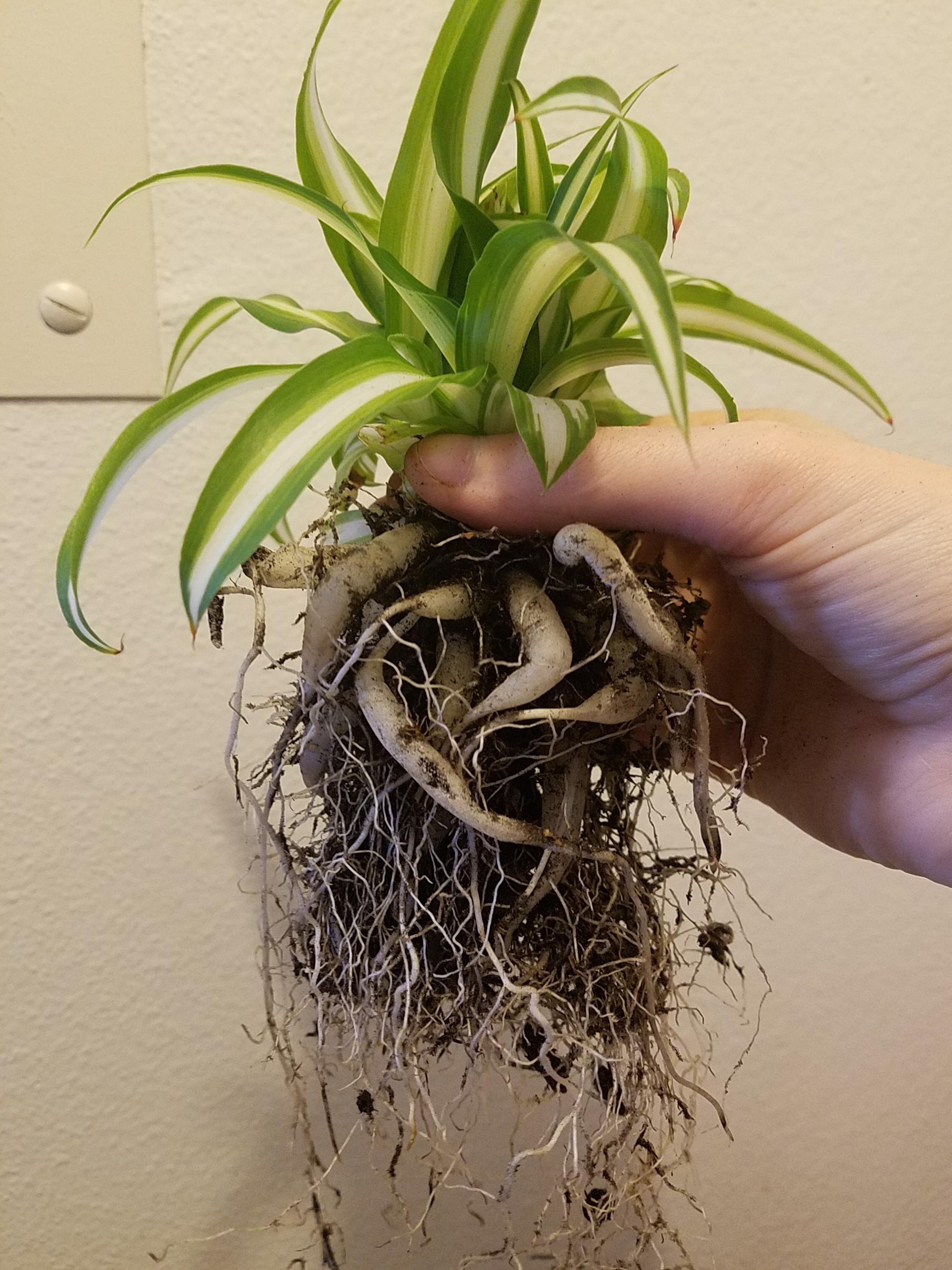 Repotting my spider plant and thought yall might like some root ...