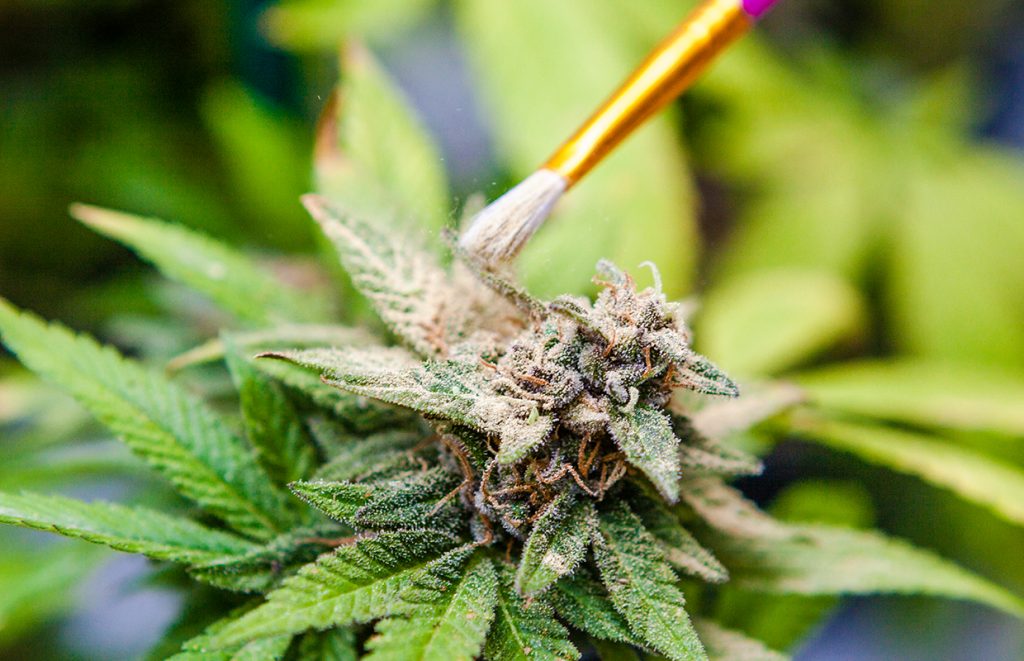 Plant Porn: 11 Photos of Marijuana Pollination | Cannabis Now