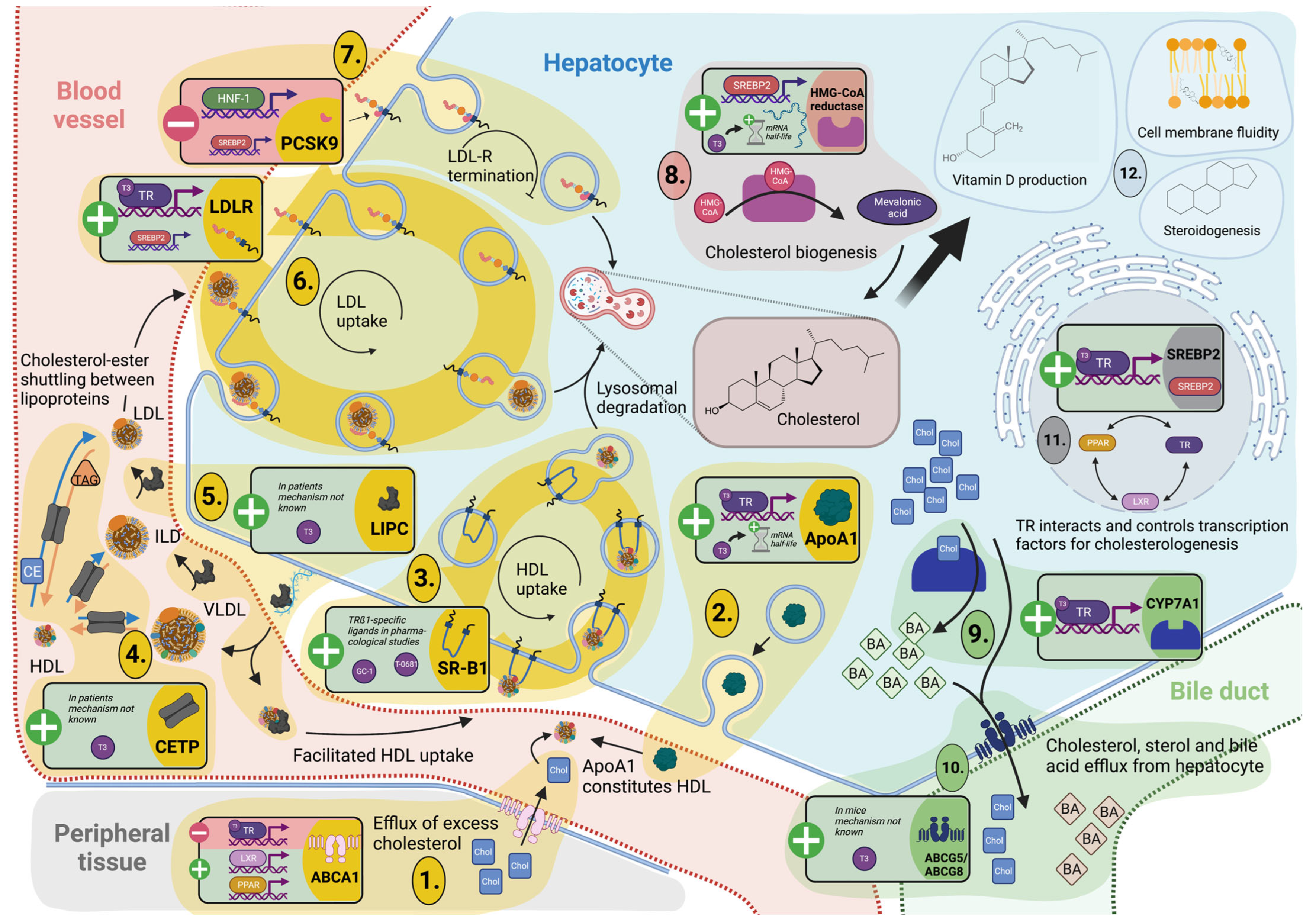 IJMS | Free Full-Text | Hepatic Energy Metabolism under the Local ...