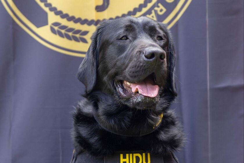 Operation Underground Railroad electronic-sniffing dog Hidu helps ...