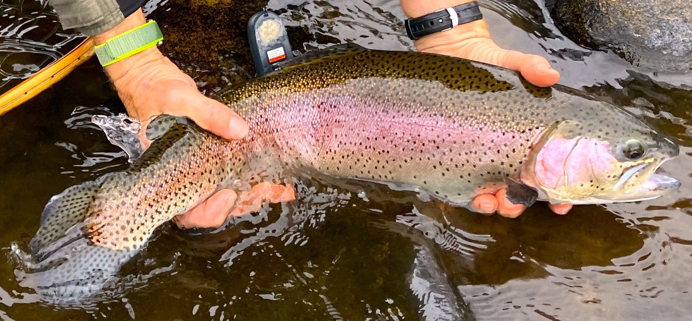 Kern River Fly Fishers - Fishing Report