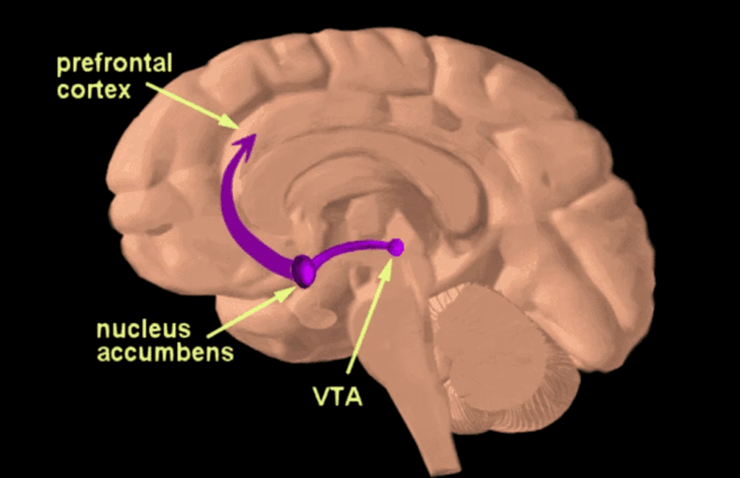 Brain basics: reward system