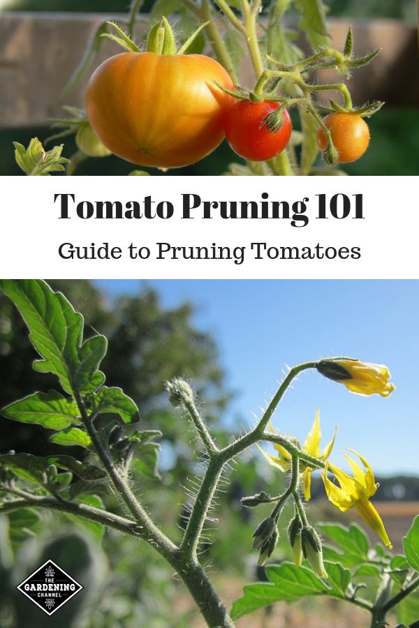 Increase your garden harvest of healthy tomatoes by pruning your ...