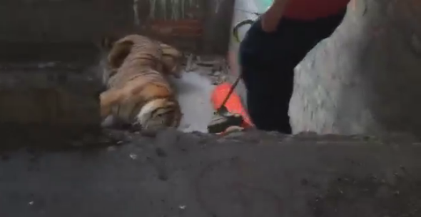 Actual tiger in Detroit auto plant: Abandoned factory site of ...