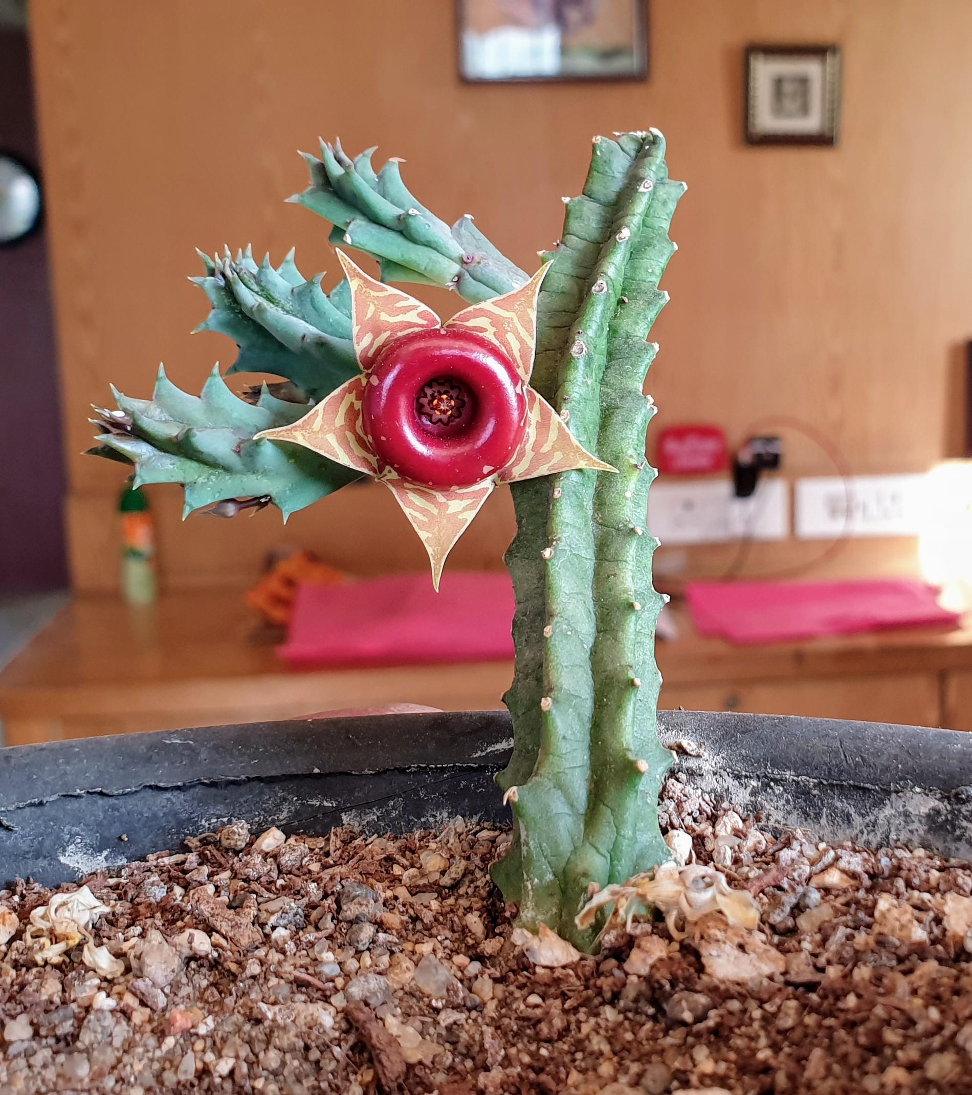 My cactus has grown a strange looking flower : r/mildlyinteresting