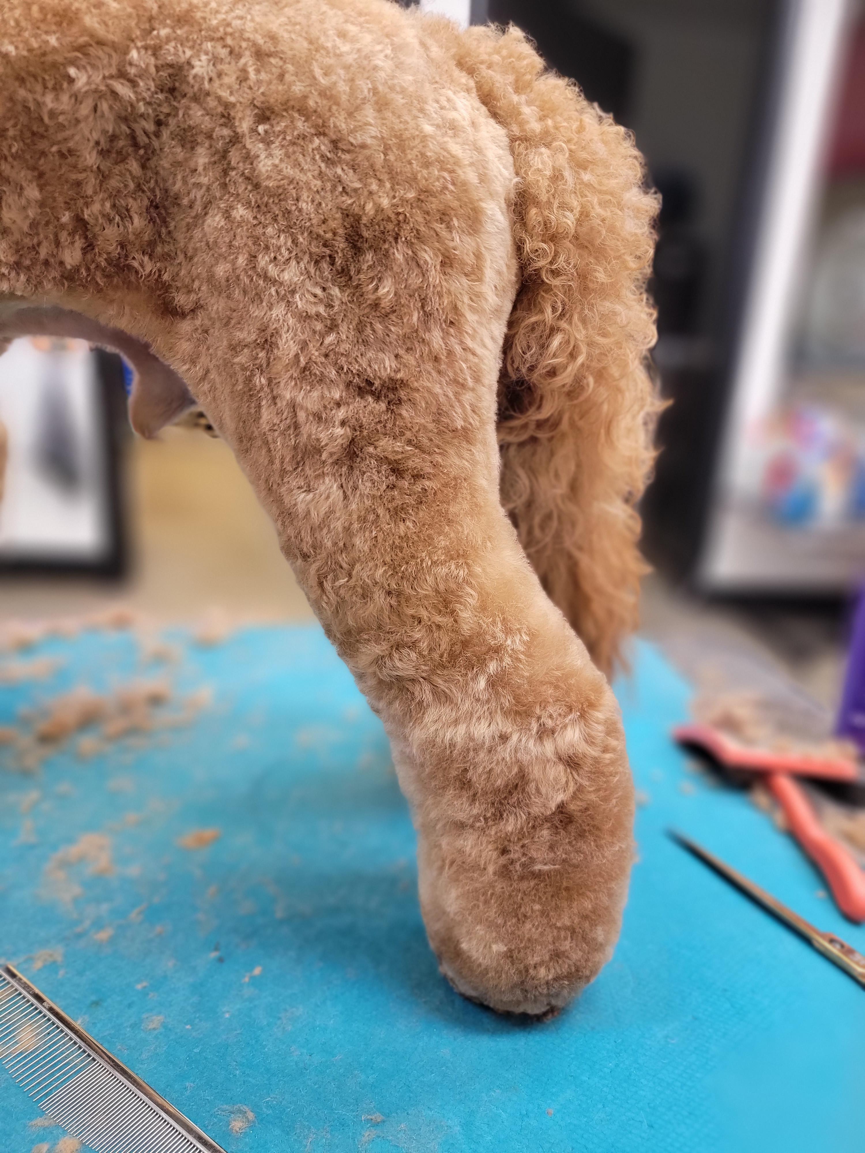 More doodle leg porn (dog isn't finished, that's why the tail set ...