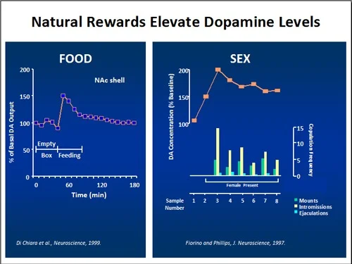 Why can Internet porn and alcohol lead to addiction as opposed to ...