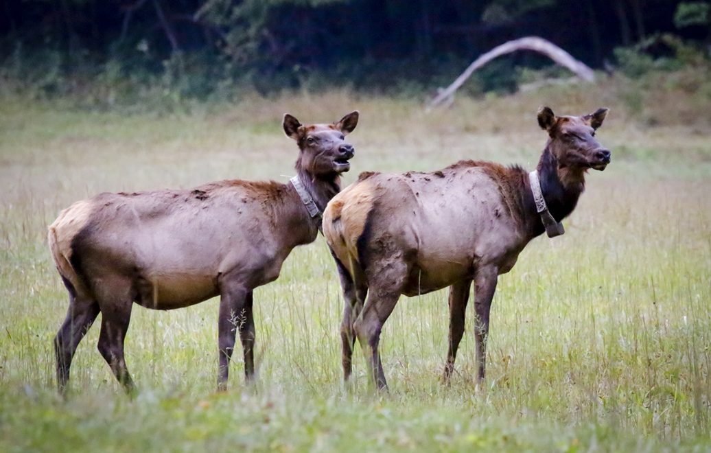 Elk in the wild | Blue Ridge Naturalist Network