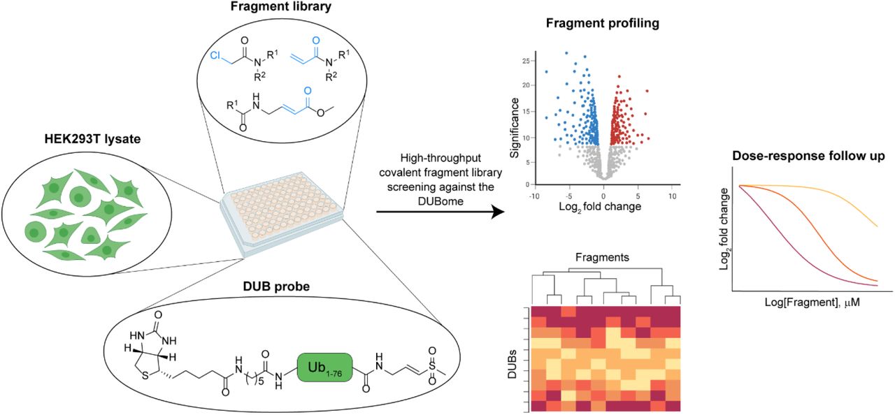 A chemoproteomic platform for reactive fragment profiling against ...