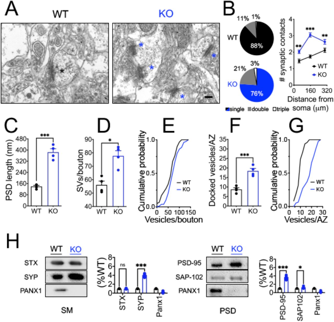 Long-term Pannexin 1 ablation promotes structural and functional ...