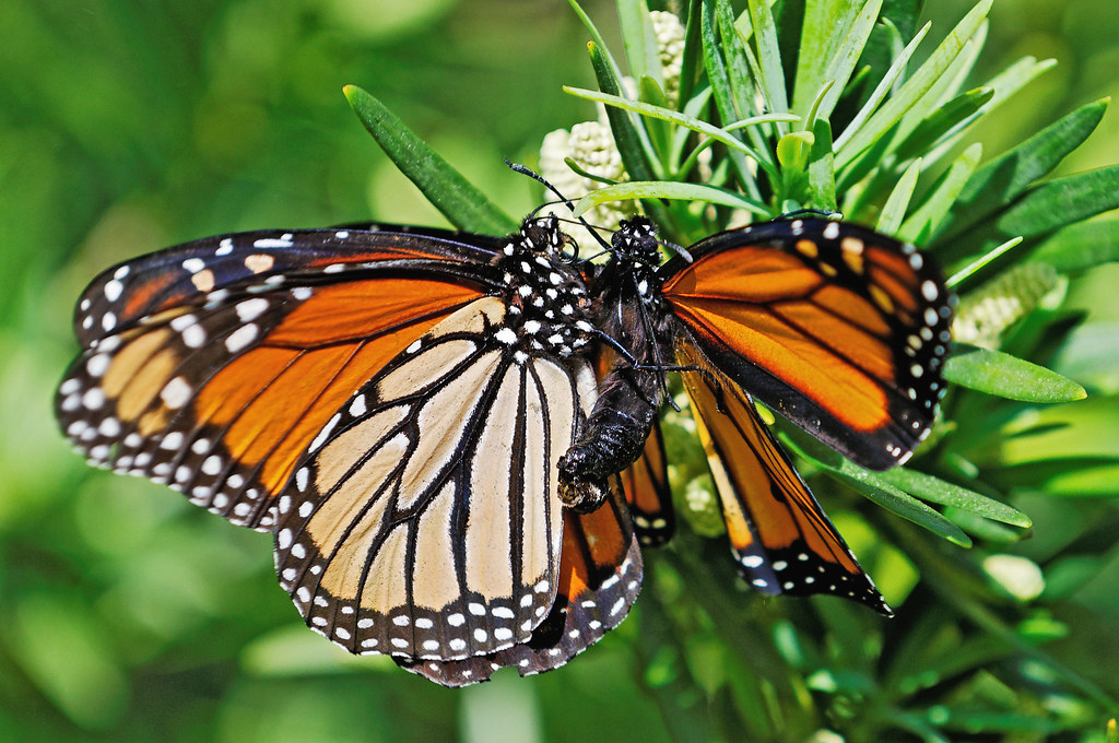 Monarchs Mating aka Butterfly Porn | _Maji_ | Flickr