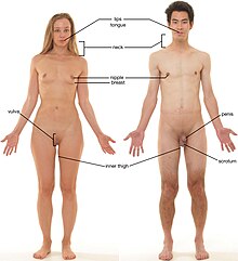 Sexual stimulation - Wikipedia