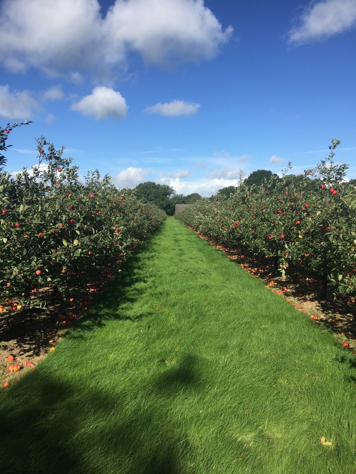 Apple Porn - Pete Brown