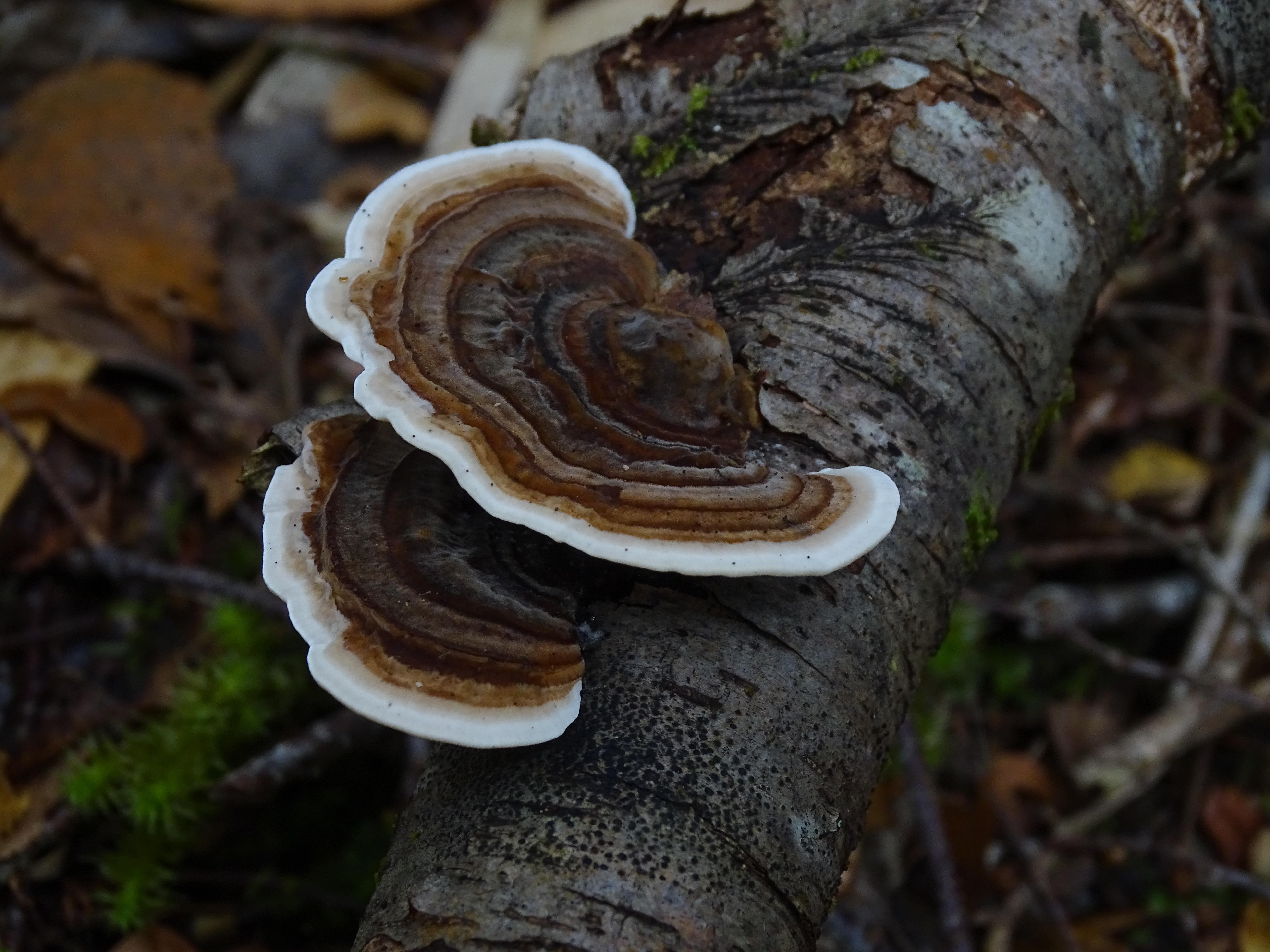 Trametes versicolor (Valdivia, Chile). : r/mycology