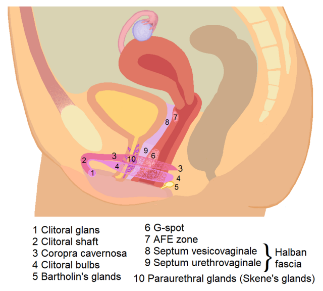 G-spot - Wikipedia