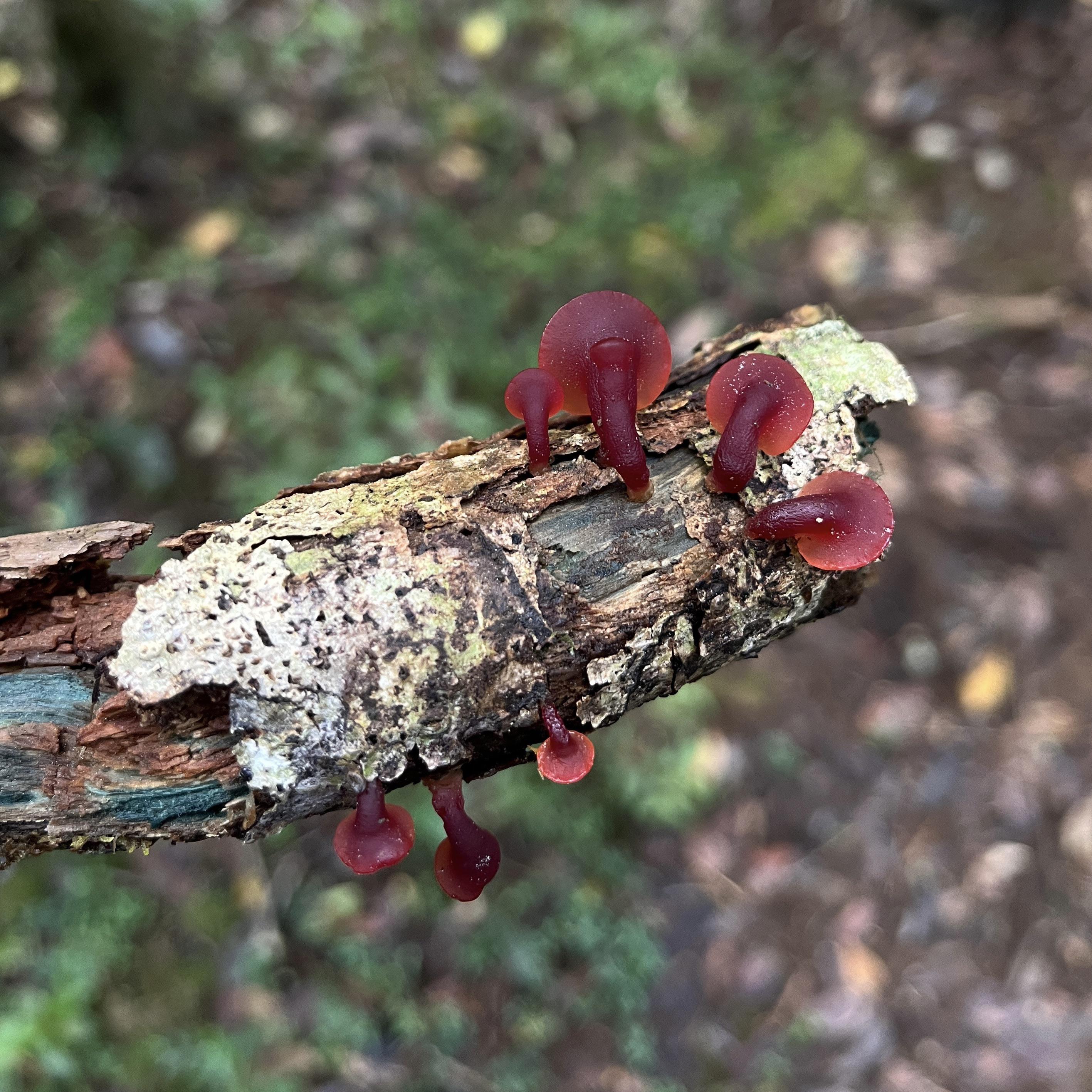 Guepiniopsis alpina (Valdivia, Chile). : r/mycology