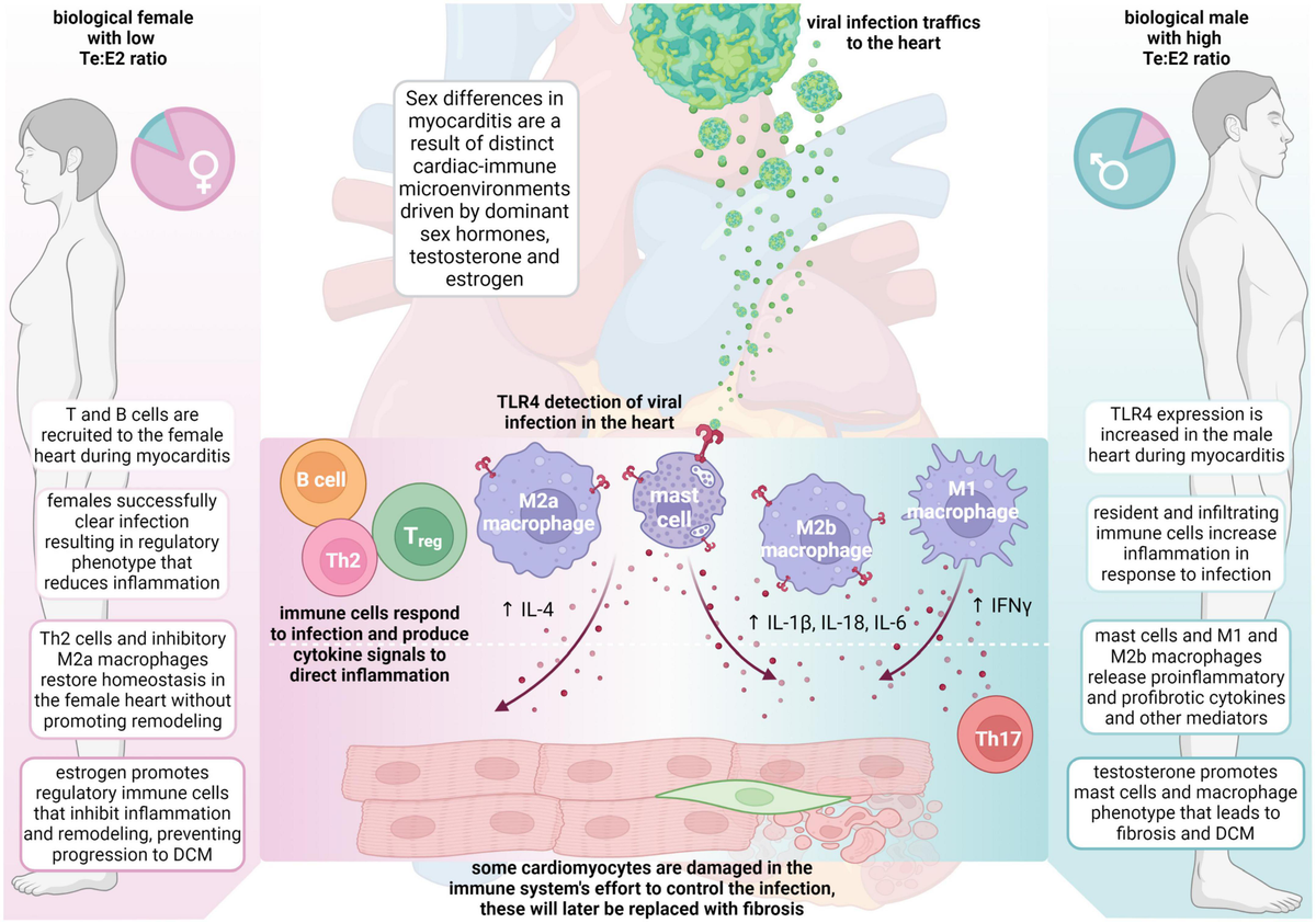 Sex and gender differences in myocarditis and dilated ... - Frontiers