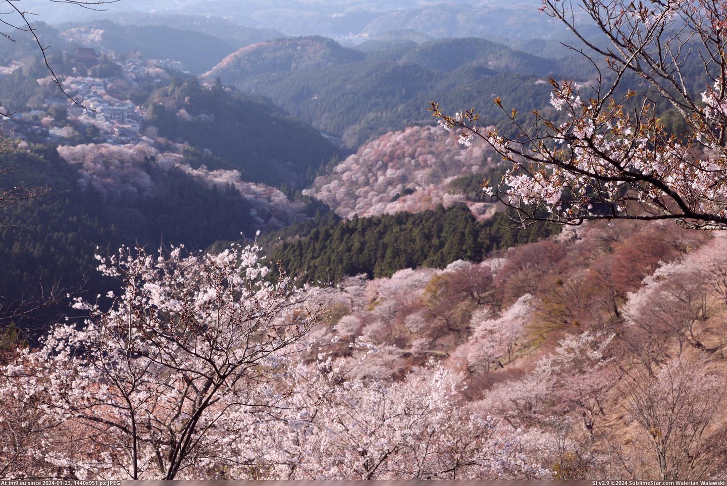 Pic. #Mountain #Japan #Covered #Yoshino #Mountainside #Cherry ...