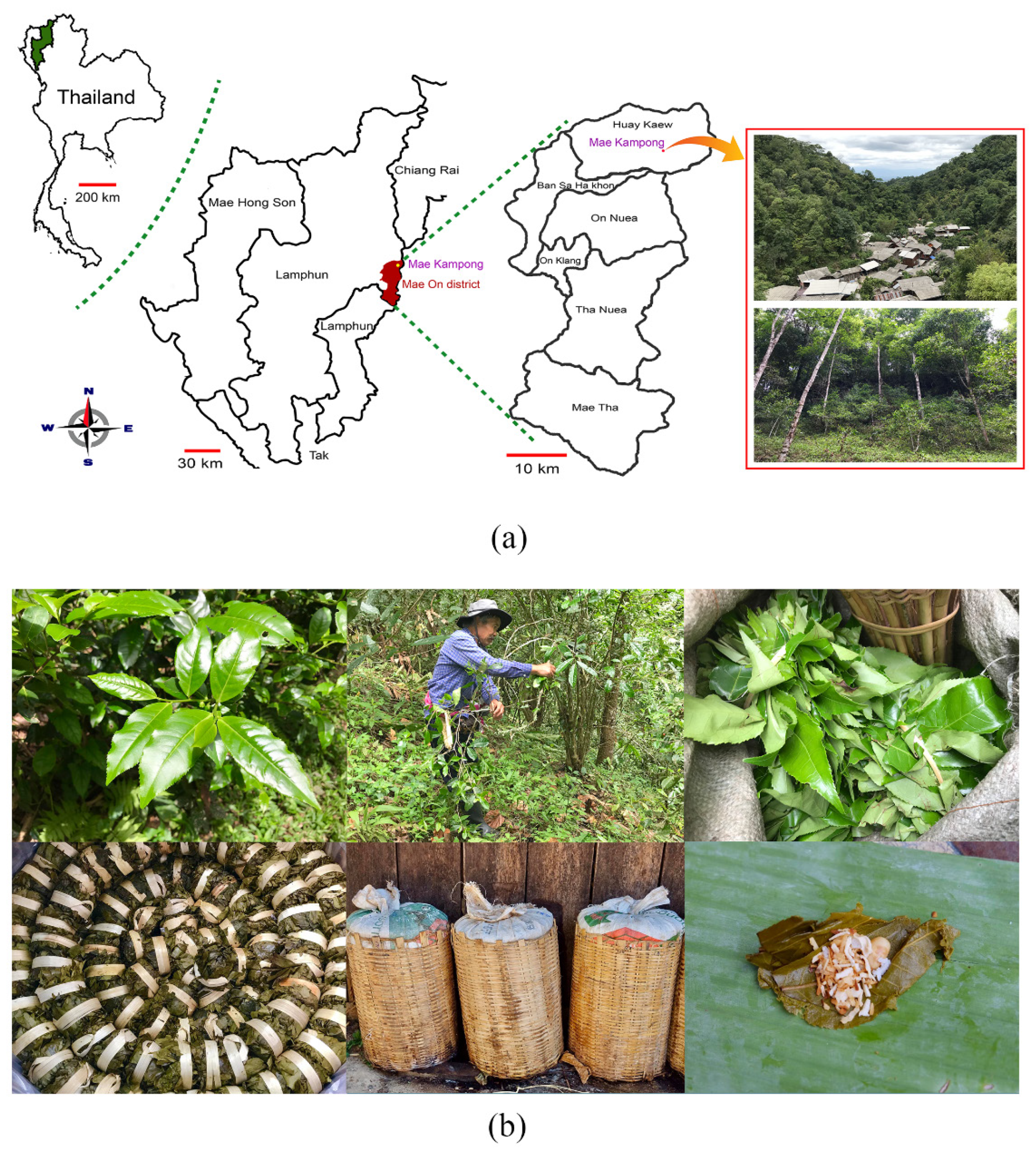 Plants | Free Full-Text | Local Wisdom and Diversity of Medicinal ...