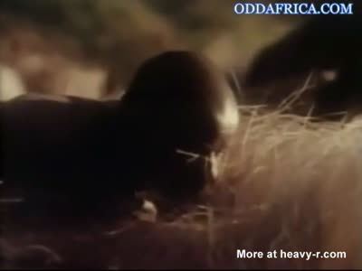 Africa Tribe Sex Rituals Videos - Free Porn Videos