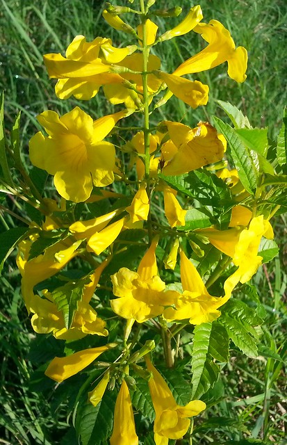 From my sis garden))) #spring #insta_pick_blossom #flowers… | Flickr