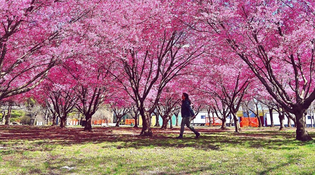 Sakura Matsuri Cherry Blossom Festival NYC Guide 2022