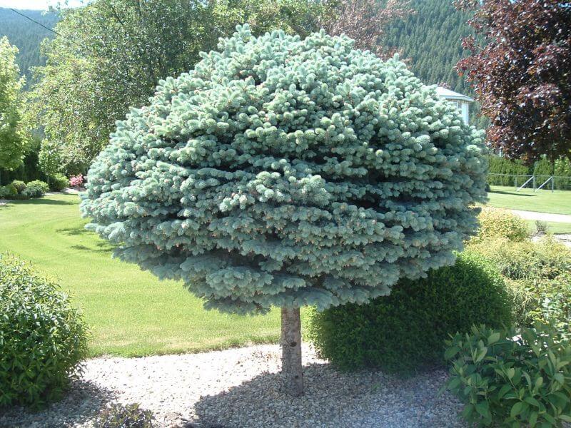 Blue Globe Spruce (topiary form) - Wyoming Plant Company