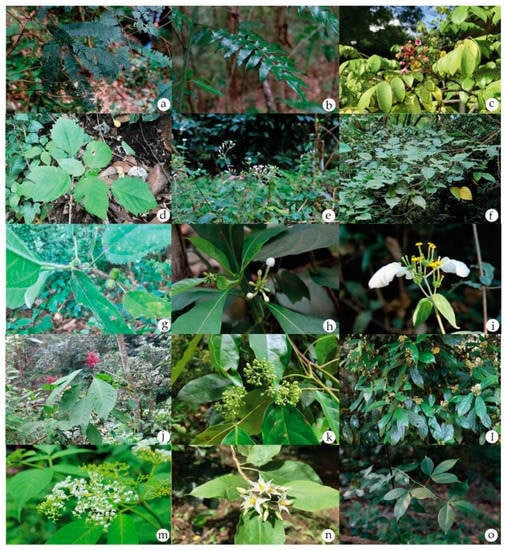 Plants | Free Full-Text | Local Wisdom and Diversity of Medicinal ...