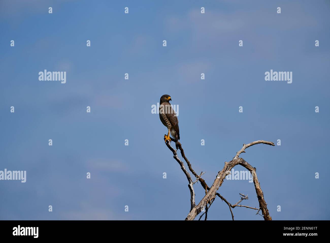 Buzzard family hi-res stock photography and images - Page 4 - Alamy