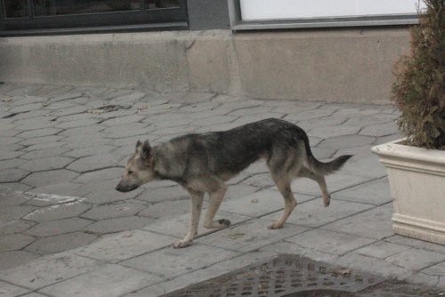 WTF Wednesday: the dogs of Sofia