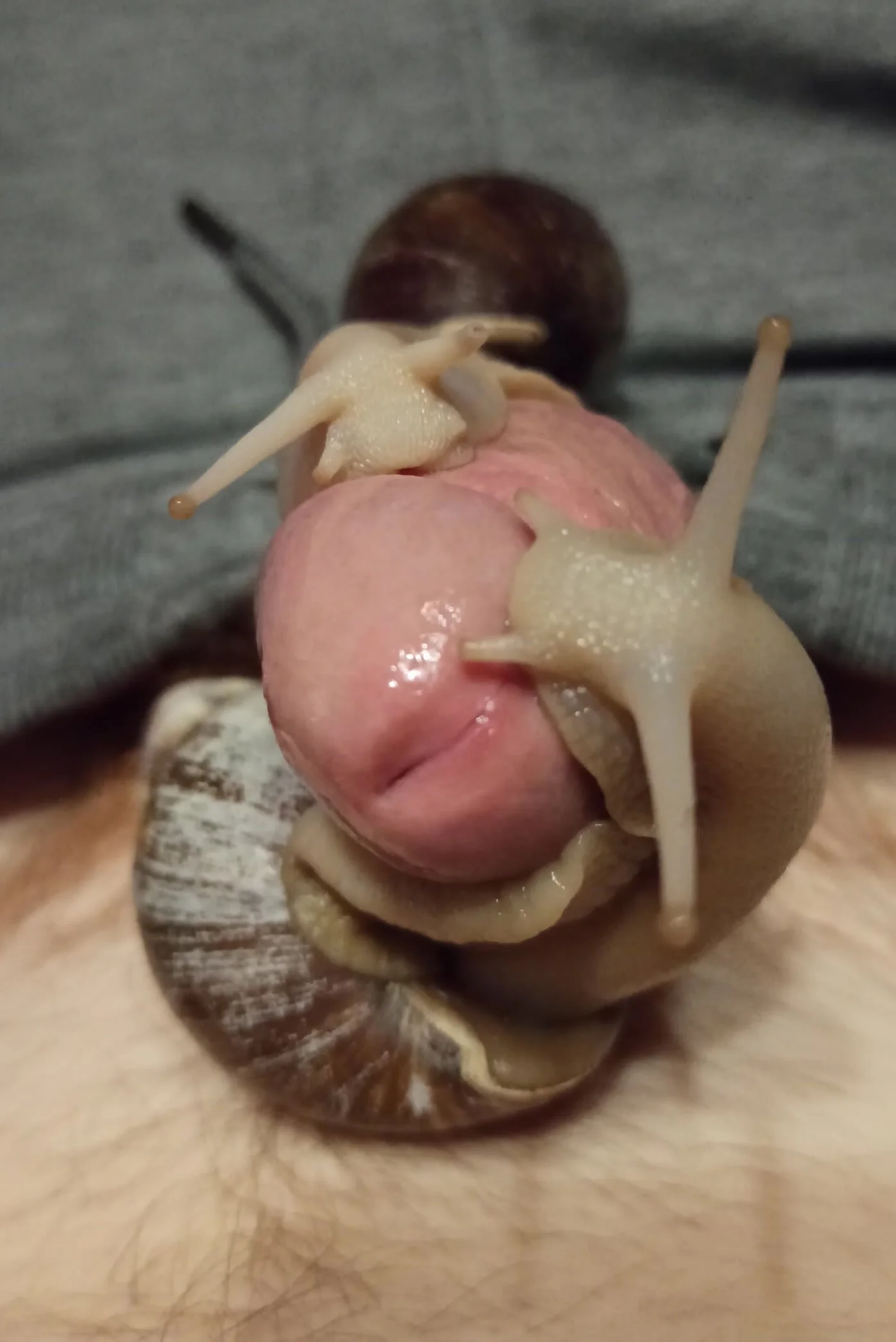 Two giant, slimy snails on my cock make me throb - ThisVid.com en ...