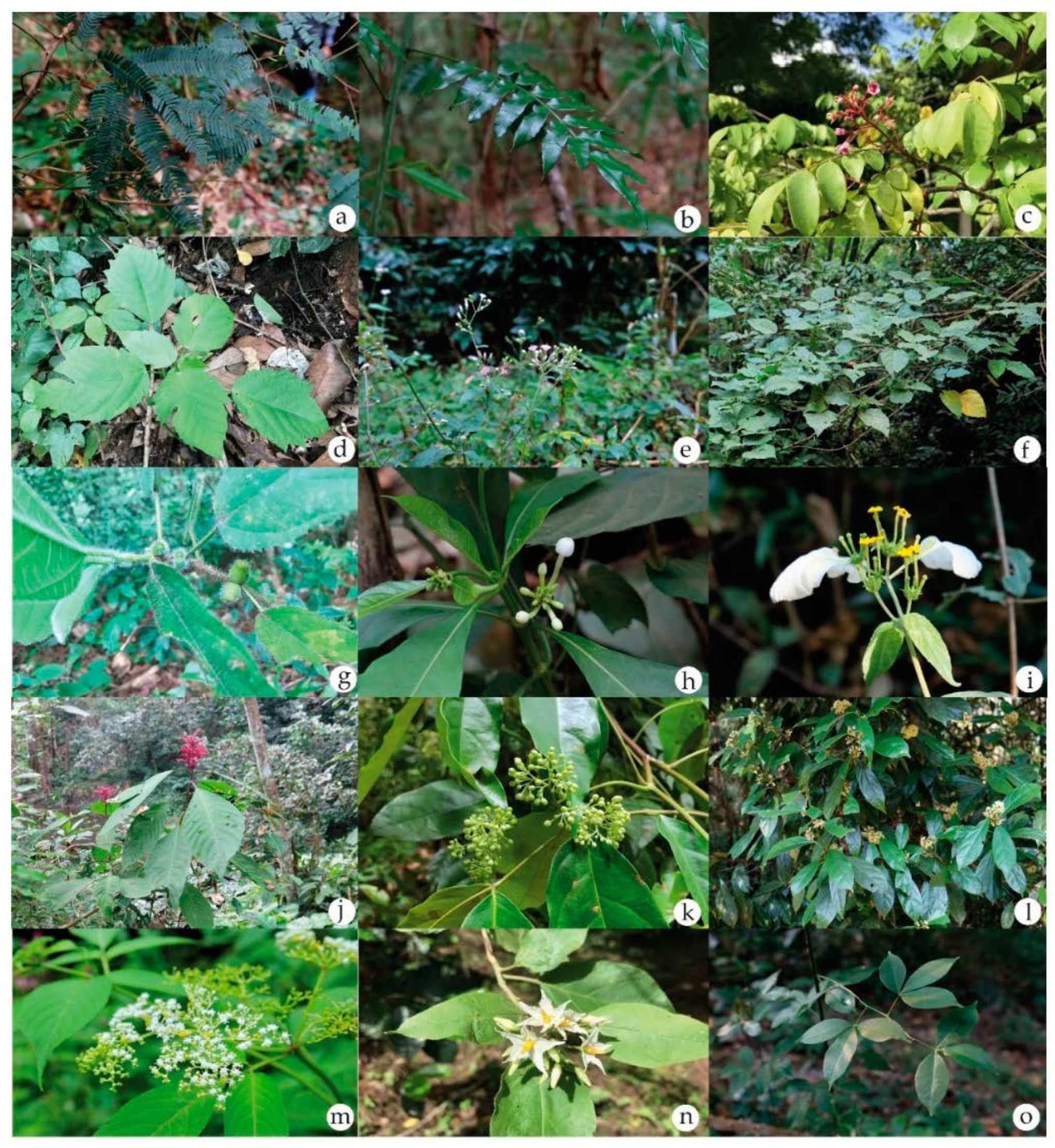 Plants | Free Full-Text | Local Wisdom and Diversity of Medicinal ...