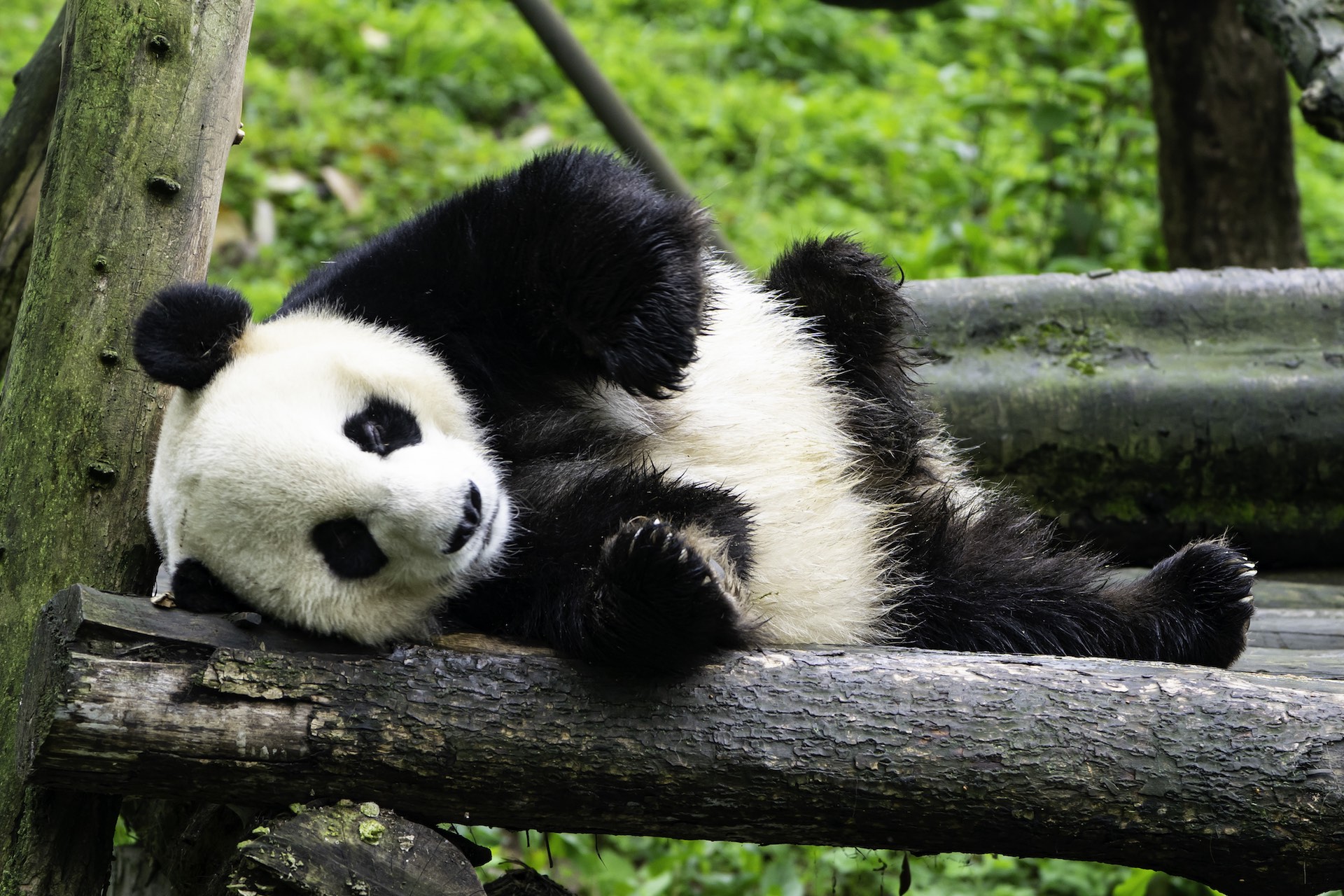 Weird Panda Behavior Explained: Giant Pandas in China