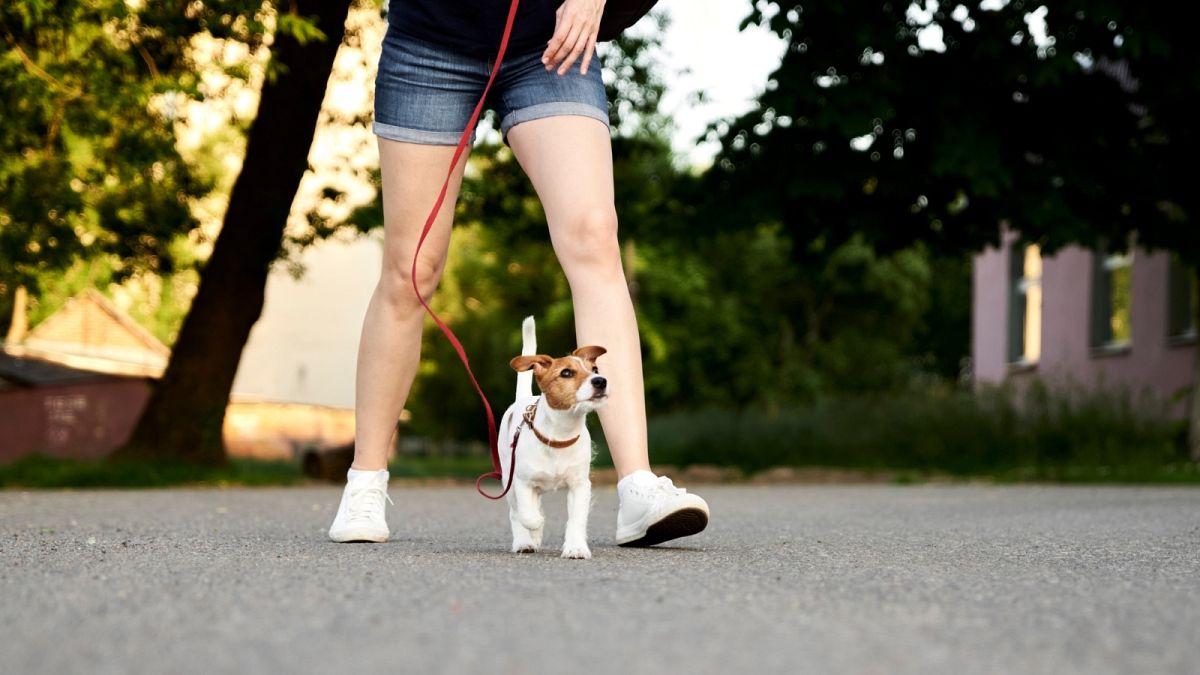 Tel Aviv wants to use dog poo DNA tests to catch and fine careless ...