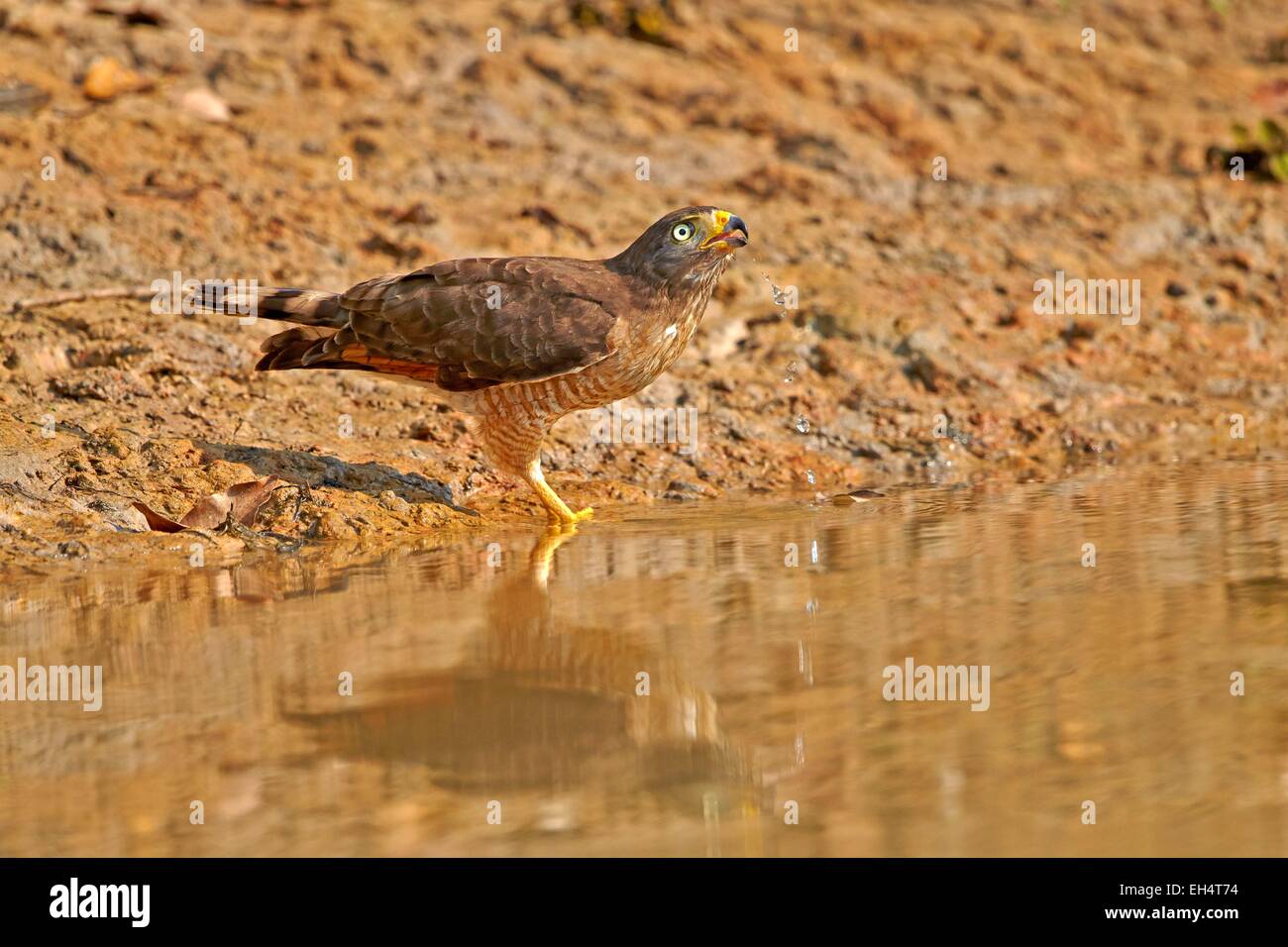 Roadside hawk buteo magnirostris pantanal hi-res stock photography ...