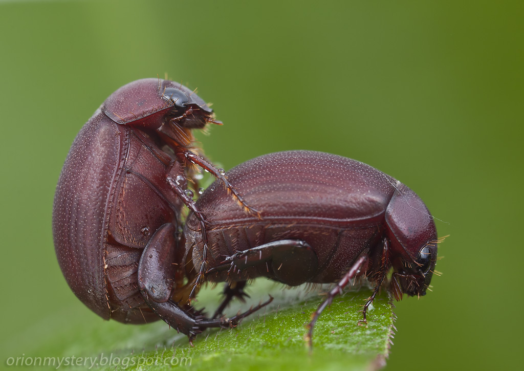 IMG_0145 copy | Mating pair of beetles:. More bugs porn: ori… | Flickr