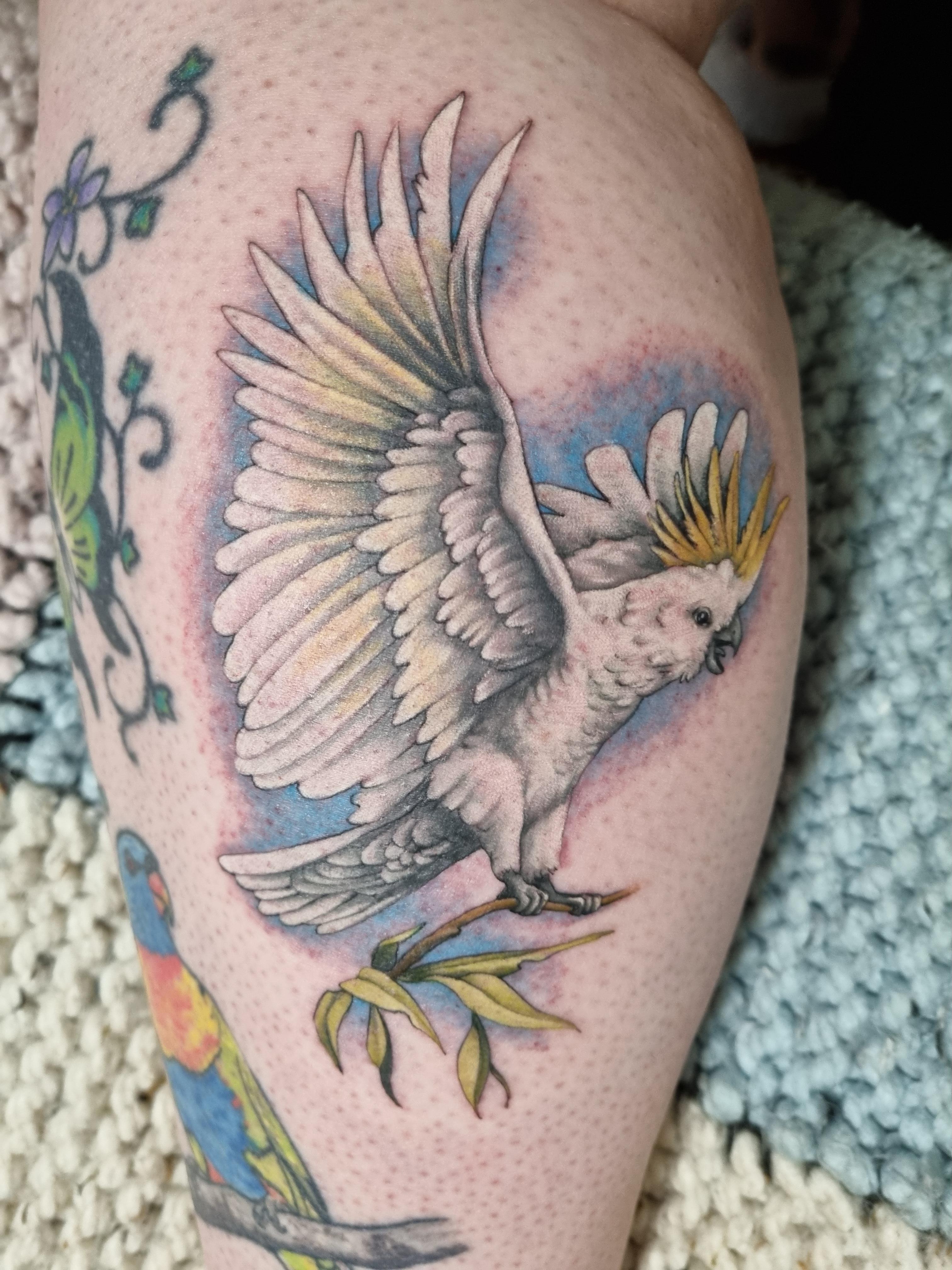 My latest bird by Josie Ahlers at Hexen in Traralgon Victoria : r ...