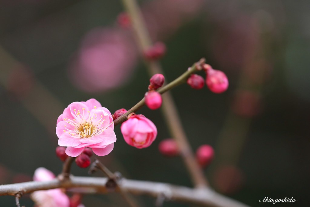 Plum Japanese Plum Blossom Flower Collection Flower Porn F… | Flickr