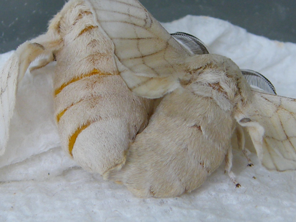 Moth Porn | Two of the moths in cocoons emerged, and mated t… | Flickr